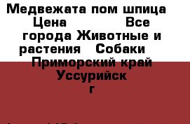 Медвежата пом шпица › Цена ­ 40 000 - Все города Животные и растения » Собаки   . Приморский край,Уссурийск г.